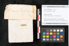 Foto (Objekt + Etikett) von Alnus cyoladum Unger (NHMW-GEO-2024-0188-8096)
